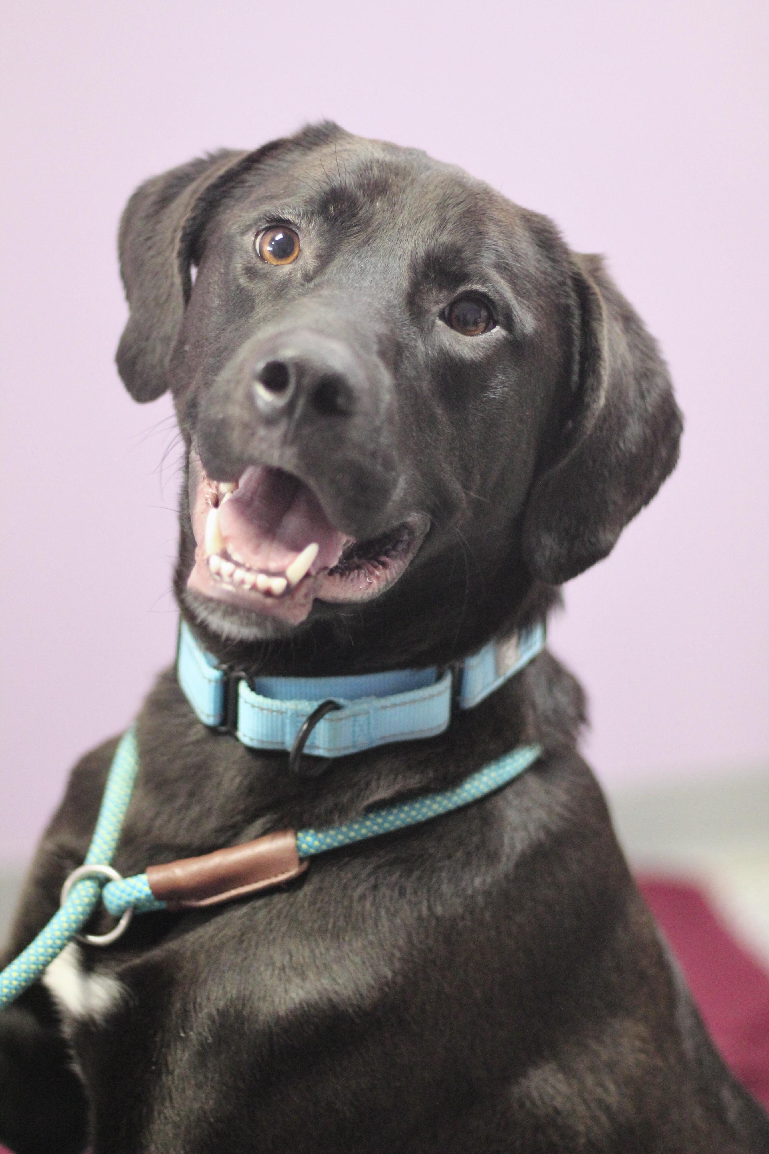 Enlarge Kane in NH! Come Meet our Adoptable Dogs Wednesday-Saturday. More info in Bio!, an adoptable mixed breed in Manchester, NH image 4/6