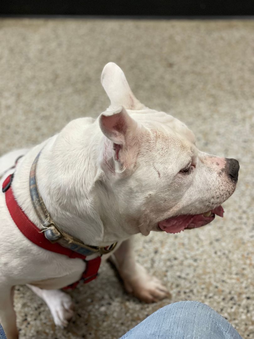 Enlarge Gunther, a Adoptable American Bully in Columbia, SC image 1/12
