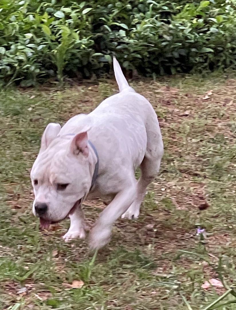 Enlarge Gunther, a Adoptable American Bully in Columbia, SC image 2/12