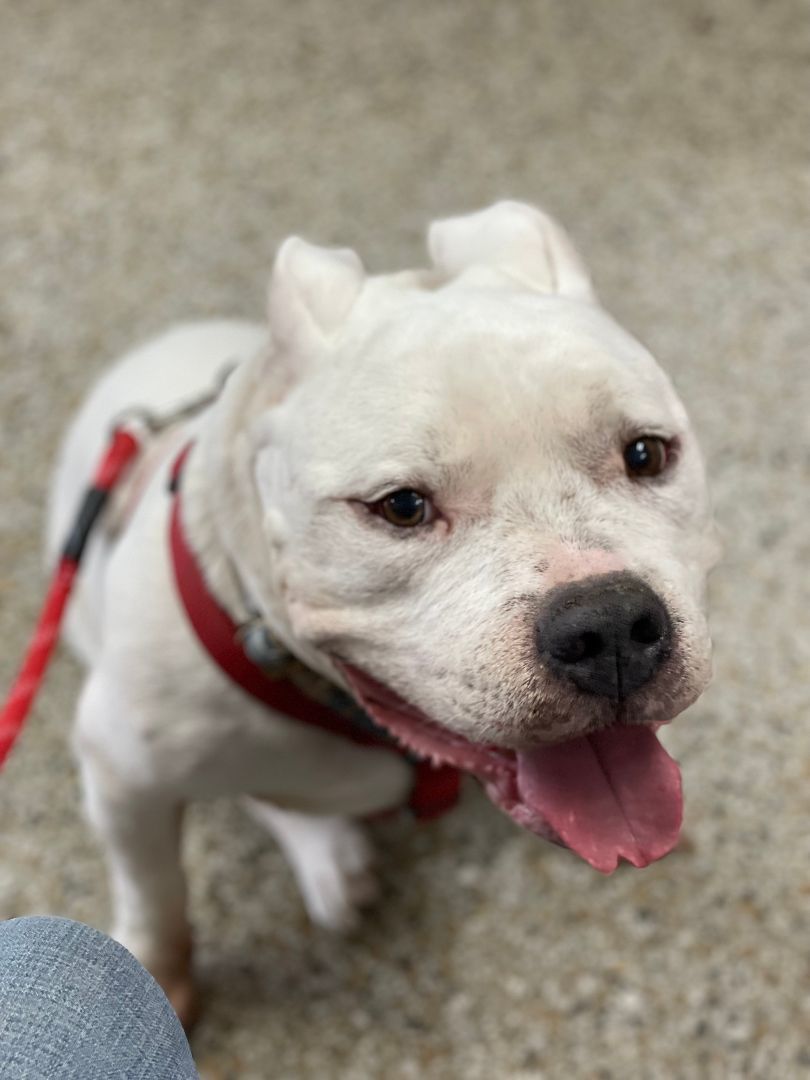 Enlarge Gunther, a Adoptable American Bully in Columbia, SC image 3/12