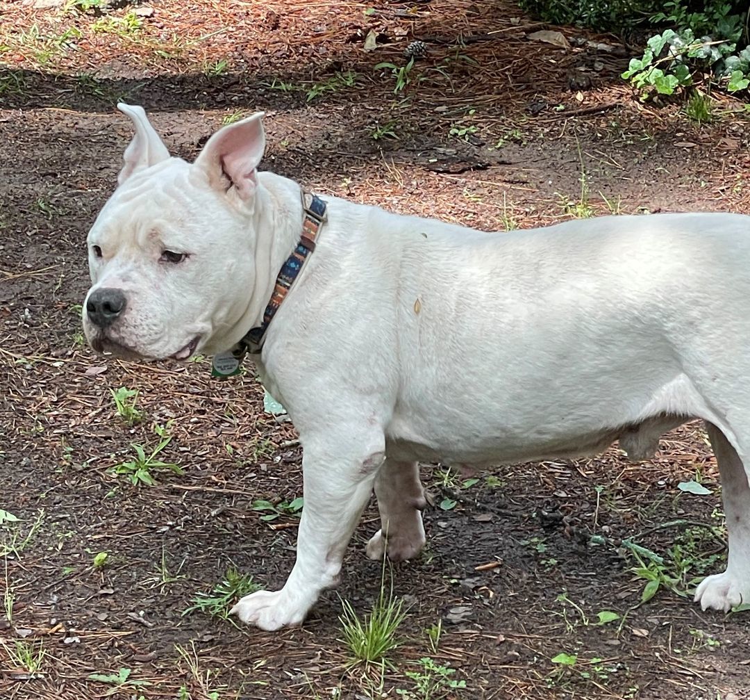 Enlarge Gunther, a Adoptable American Bully in Columbia, SC image 4/12