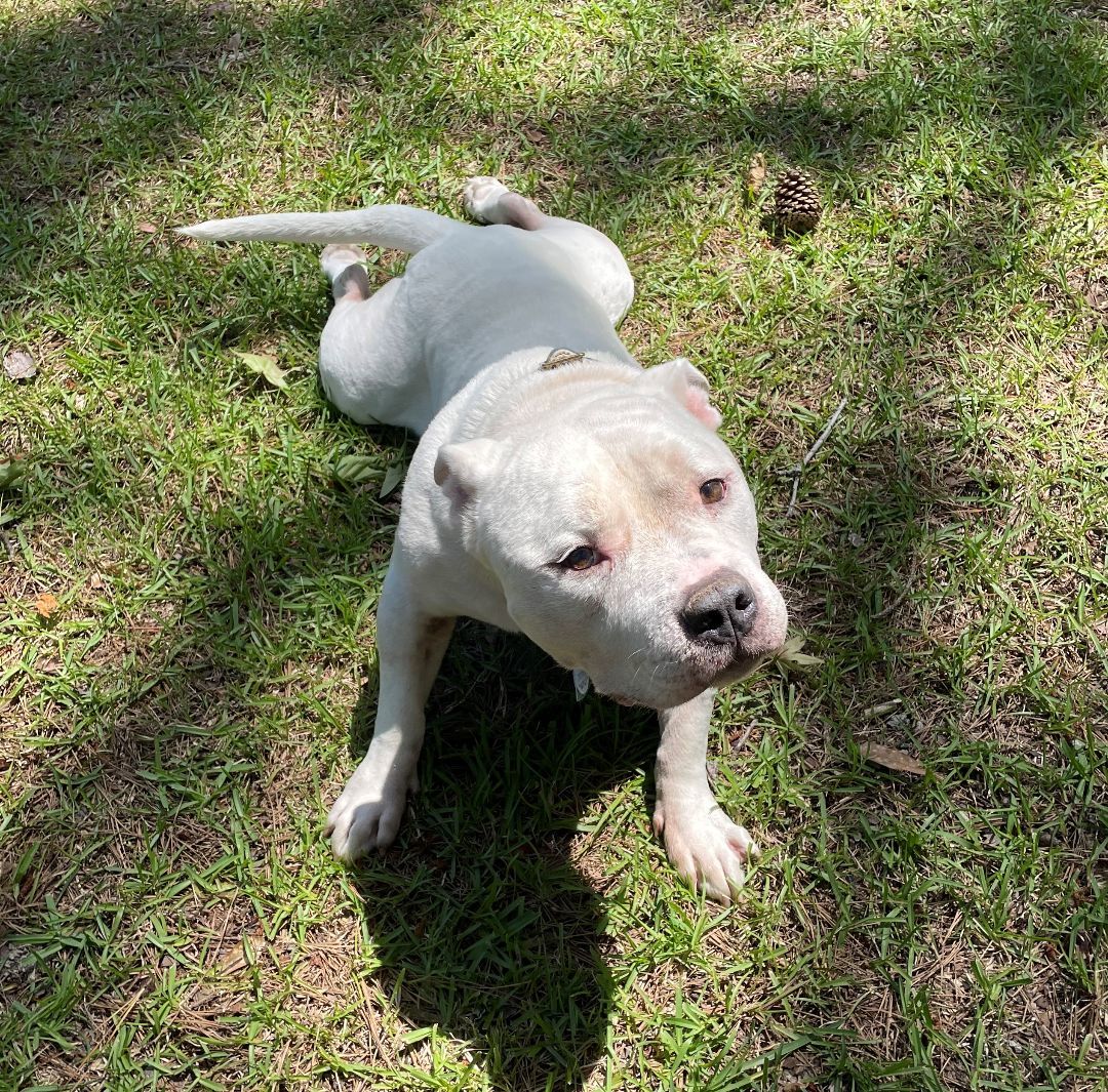 Enlarge Gunther, a Adoptable American Bully in Columbia, SC image 5/12
