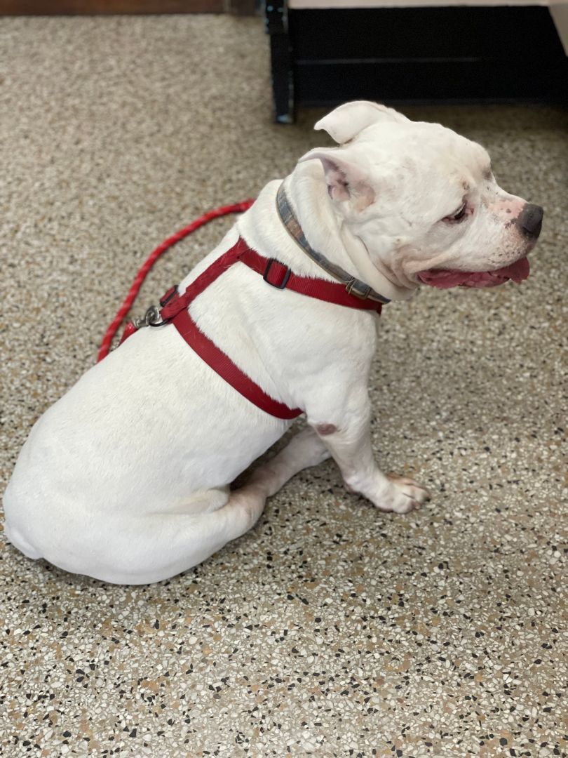 Enlarge Gunther, a Adoptable American Bully in Columbia, SC image 6/12
