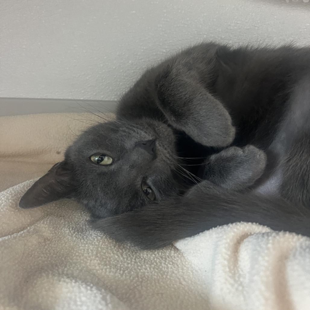 Jango, Adoptable, Adult Male Domestic Short Hair.
