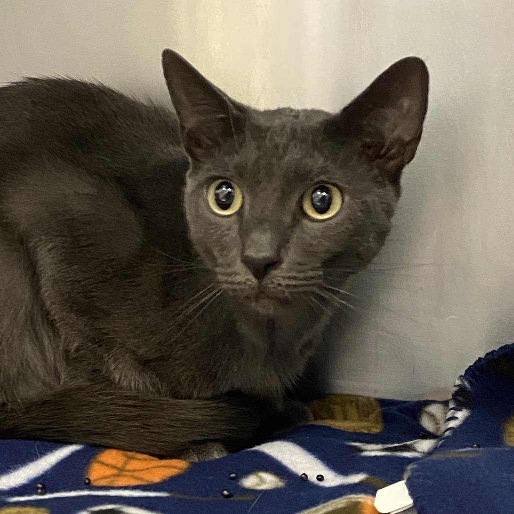 Enlarge Jango, a Adoptable Domestic Short Hair in Clearwater, FL image 1/1