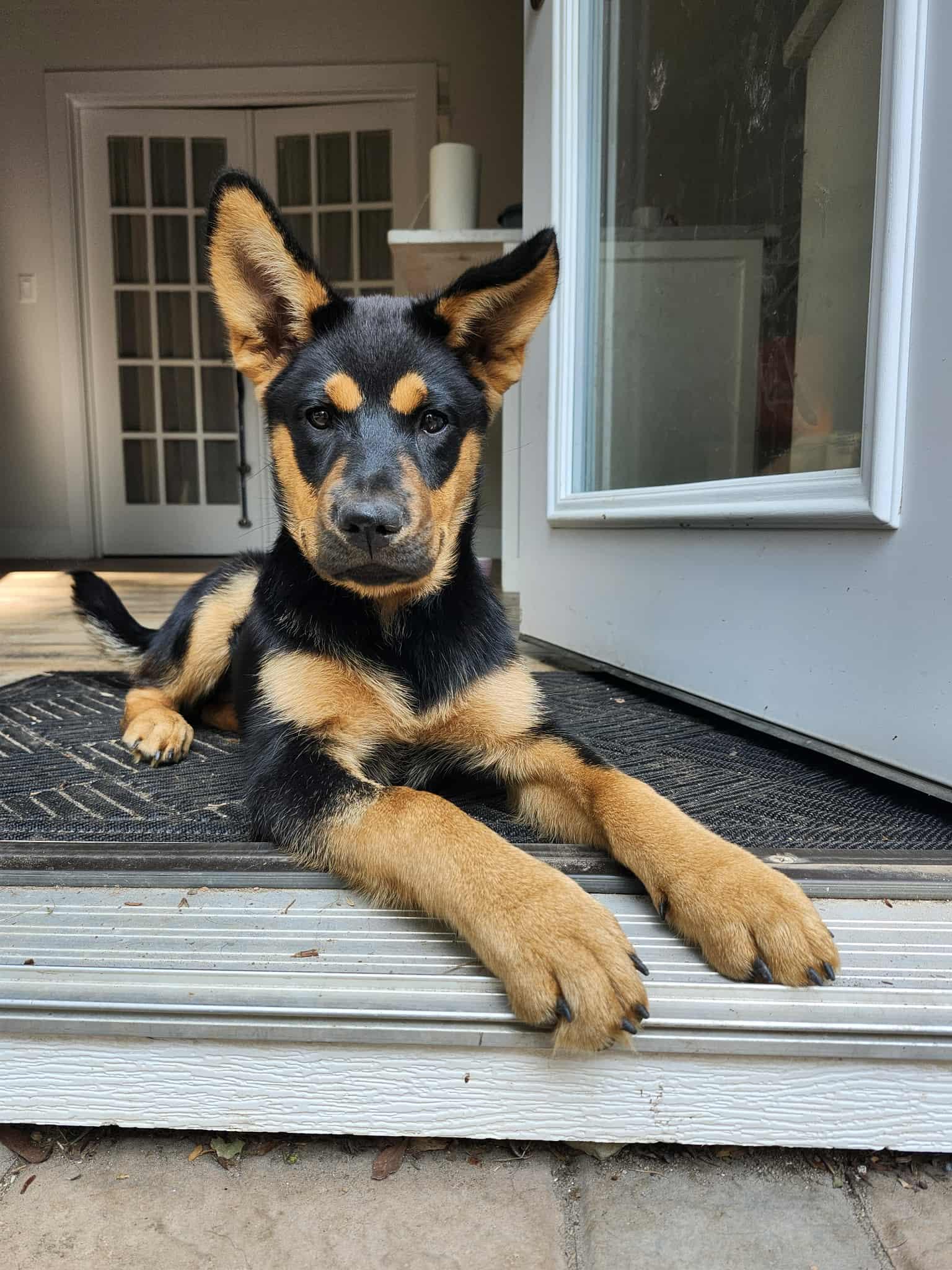 Isabelle, an adoptable Mixed Breed in Hawkestone, ON, L0L 1T0 | Photo Image 4