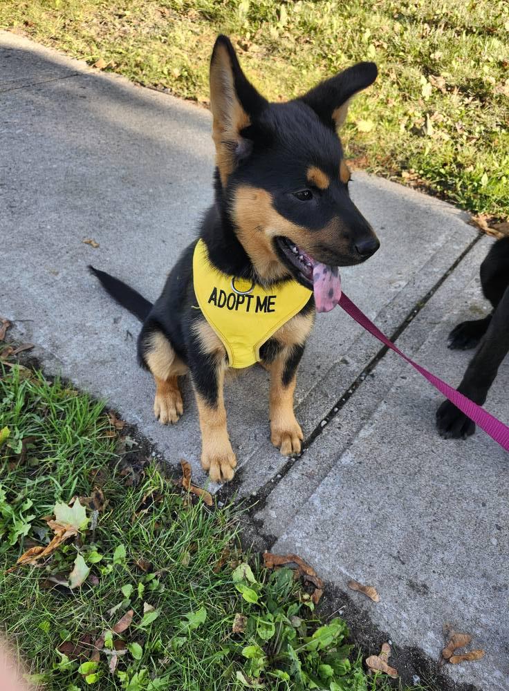 Isabelle, an adoptable Mixed Breed in Hawkestone, ON, L0L 1T0 | Photo Image 2