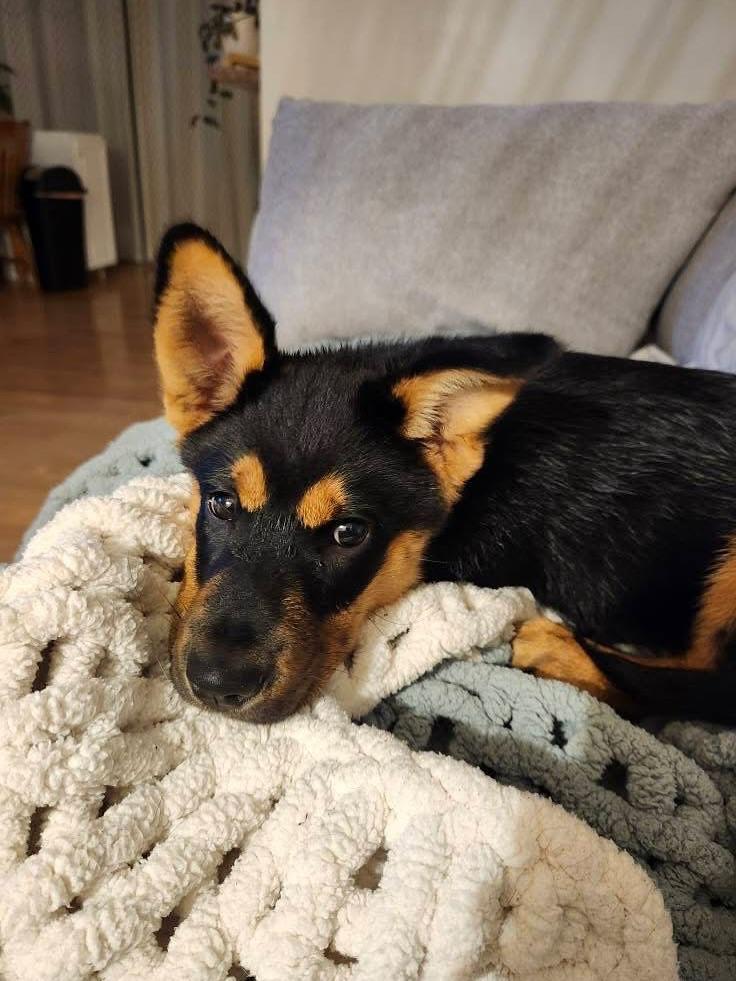 Isabelle, an adoptable Mixed Breed in Hawkestone, ON, L0L 1T0 | Photo Image 3
