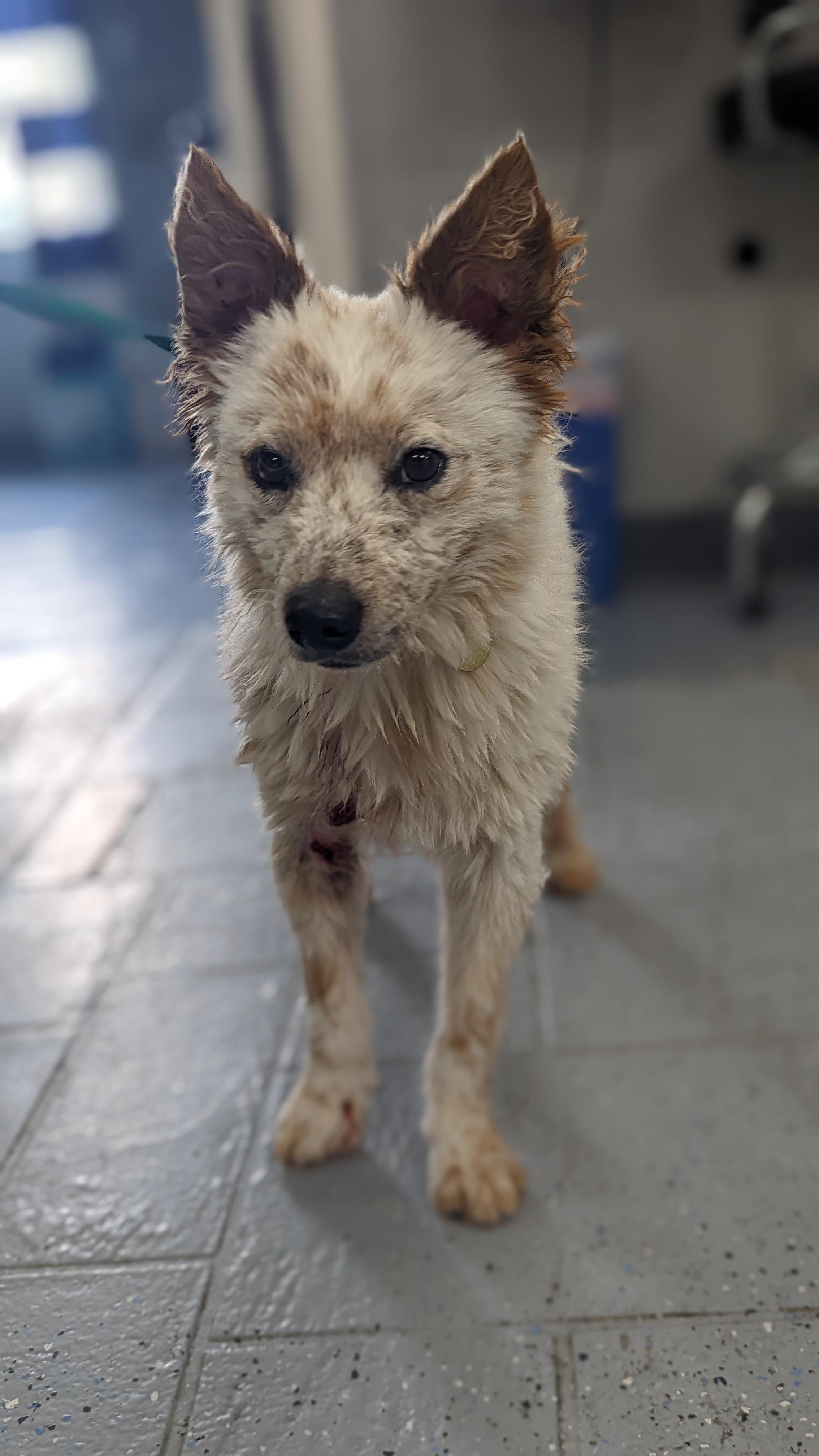 Koda, Adopted, Adult Male Jack Russell Terrier & Lancashire Heeler.