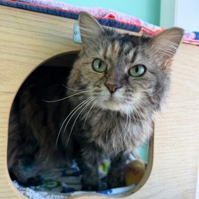 Crimson — thumbnail 3