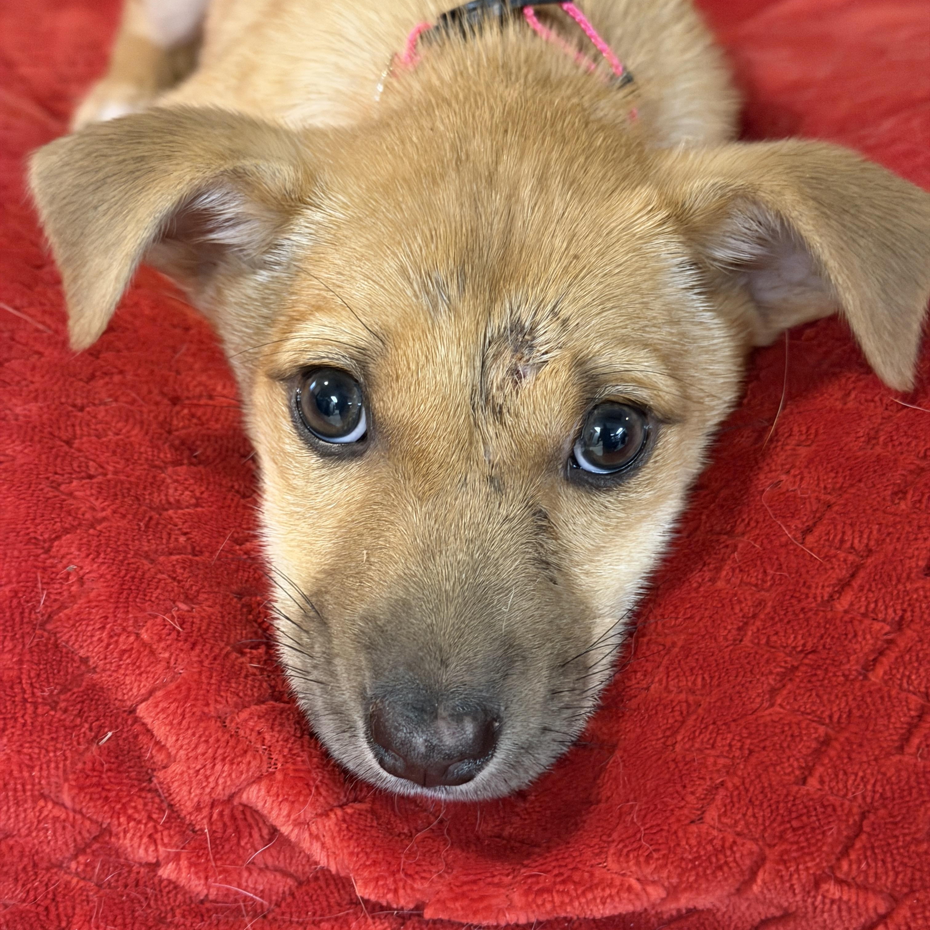 Enlarge Sage, an adopted mixed breed in Gilbert, AZ image 3/5