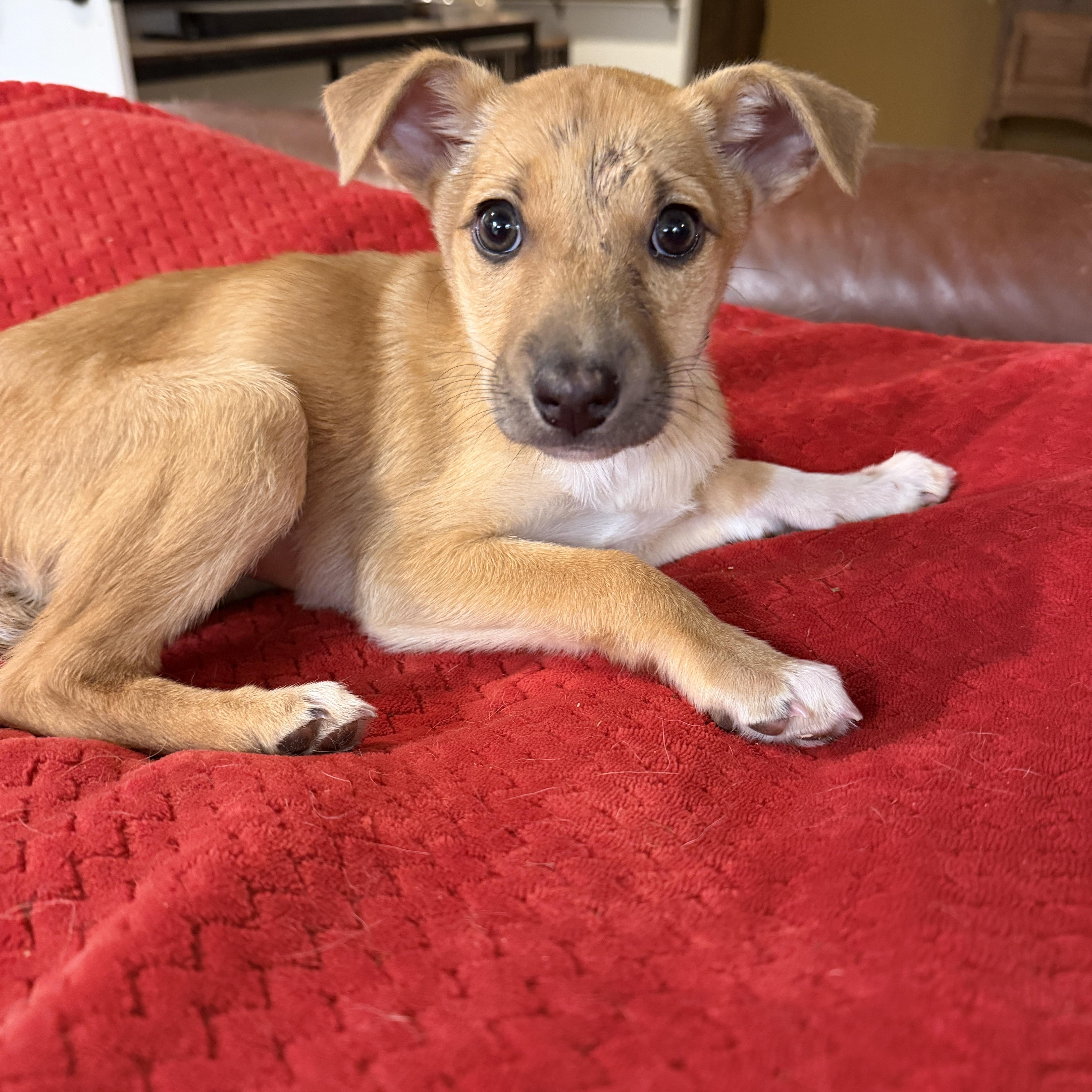 Enlarge Sage, an adopted mixed breed in Gilbert, AZ image 5/5