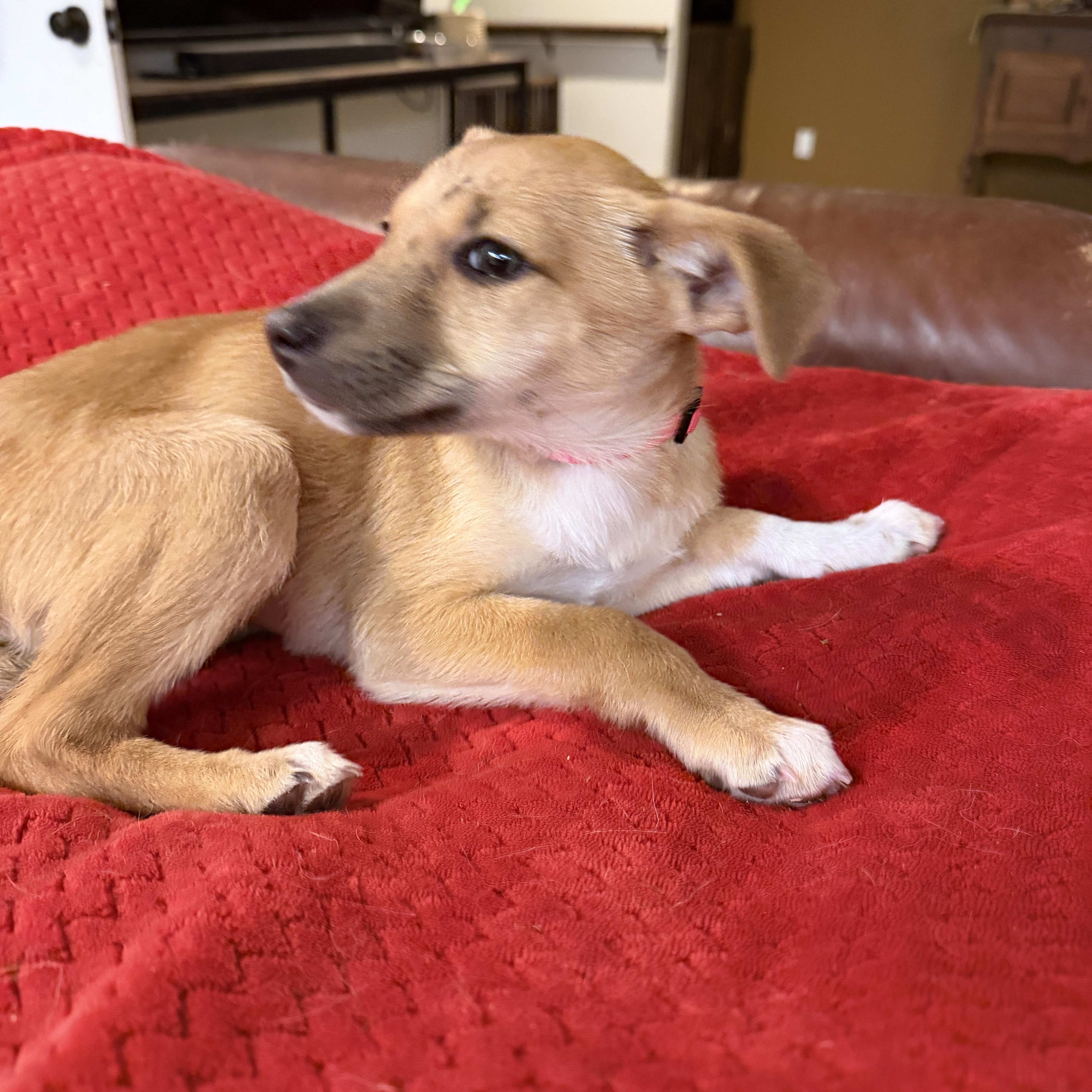 Enlarge Sage, an adopted mixed breed in Gilbert, AZ image 2/5