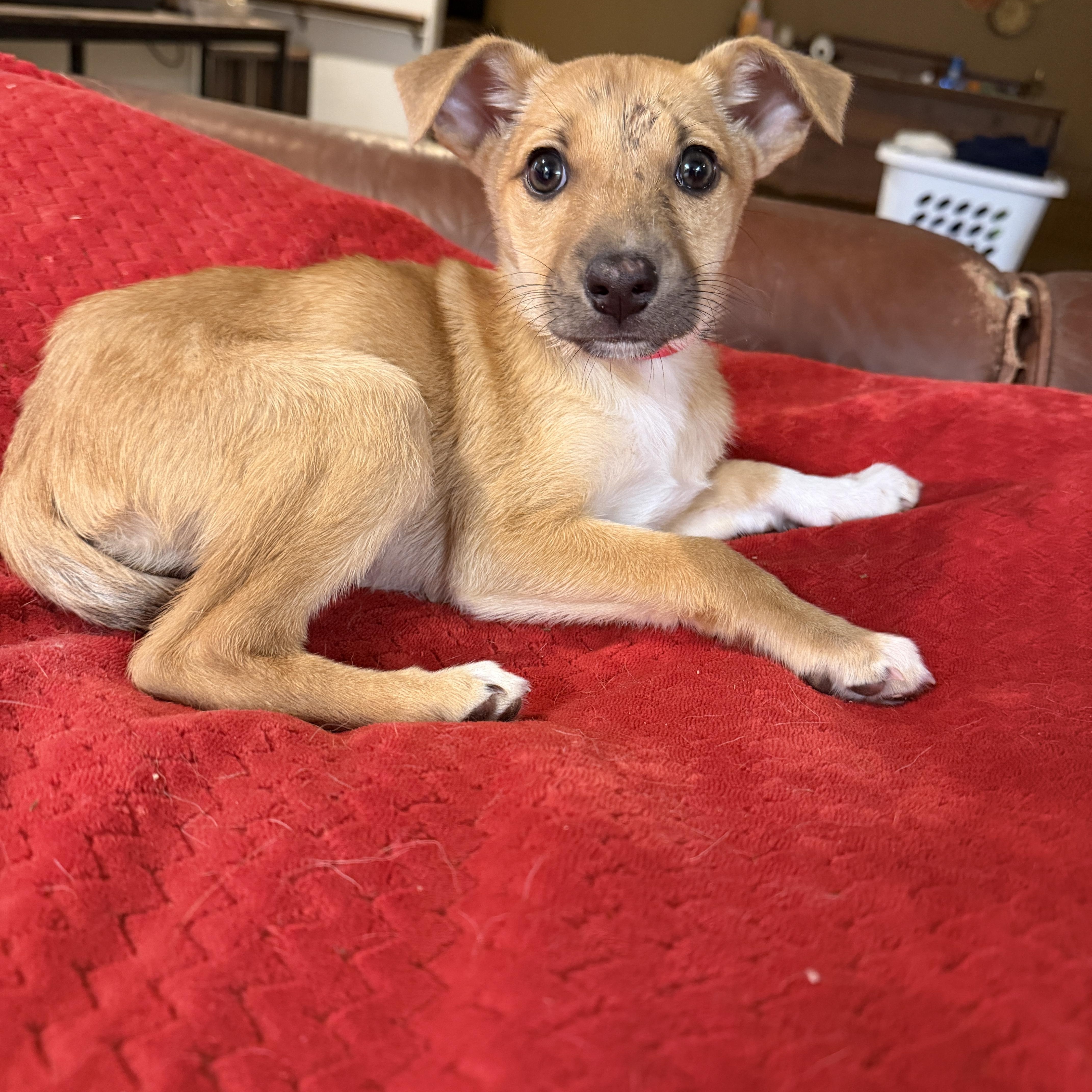 Enlarge Sage, an adopted mixed breed in Gilbert, AZ image 4/5