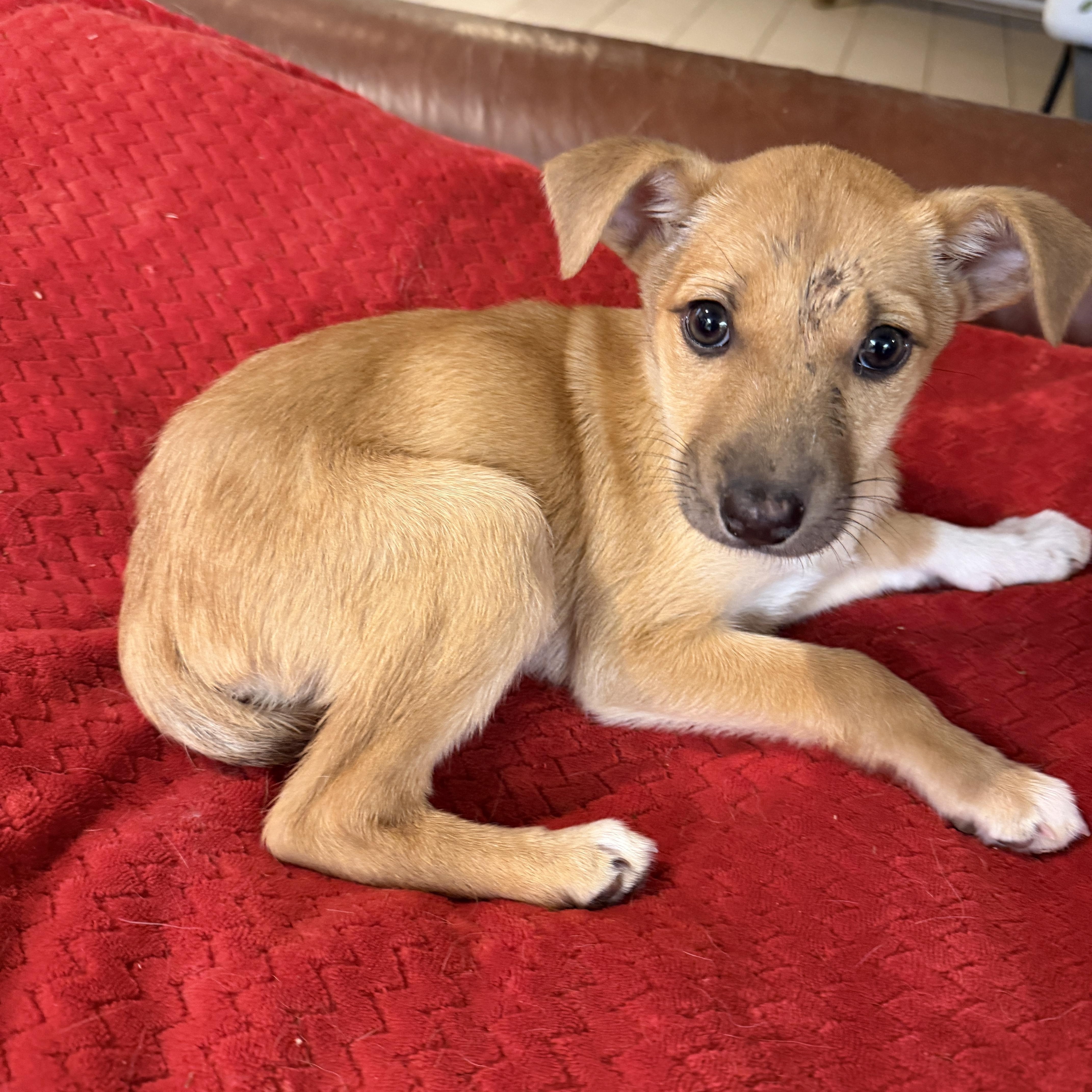 Sage, adopted, Puppy Female Chiweenie & Whippet.