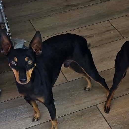 Star OS AZ_2, Adoptable, Adult Male Manchester Terrier.