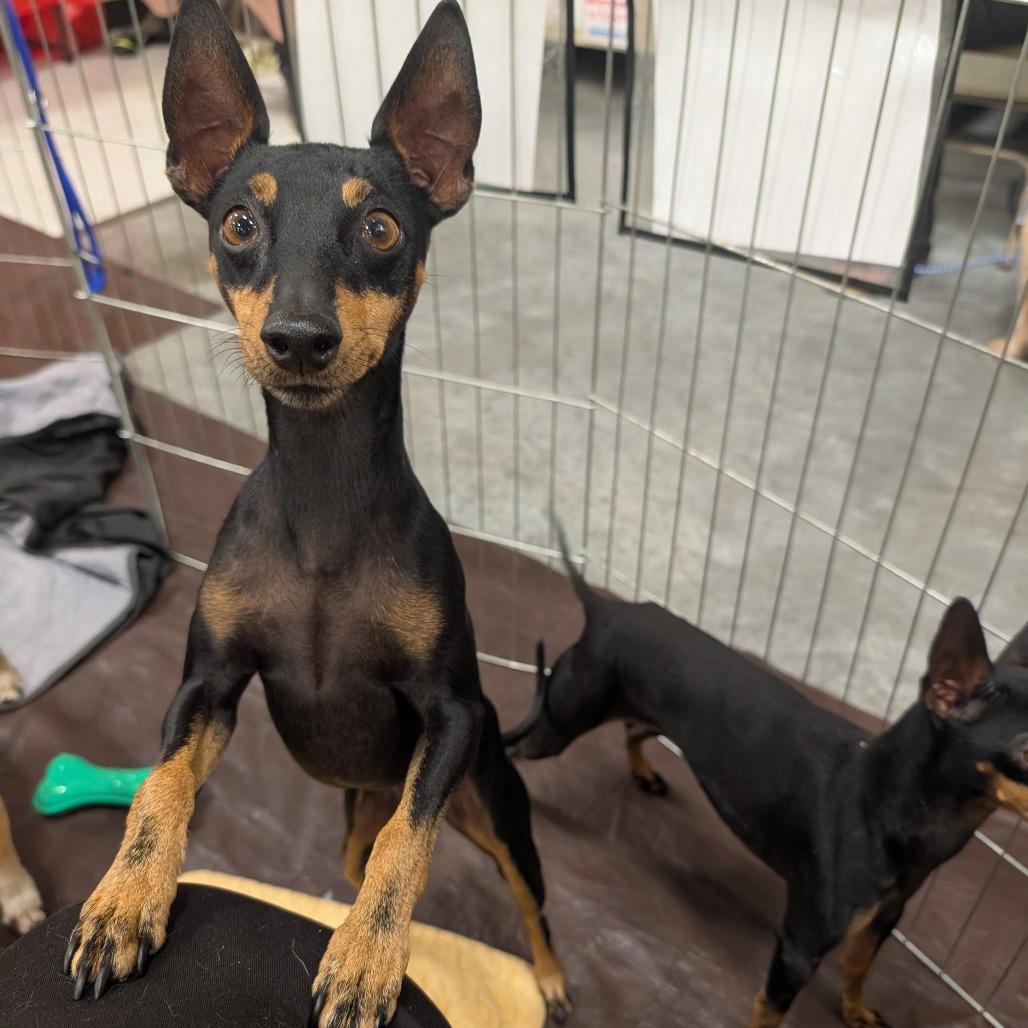 Enlarge Star  OS AZ_2, a Adoptable Manchester Terrier in Las Vegas, NV image 2/6