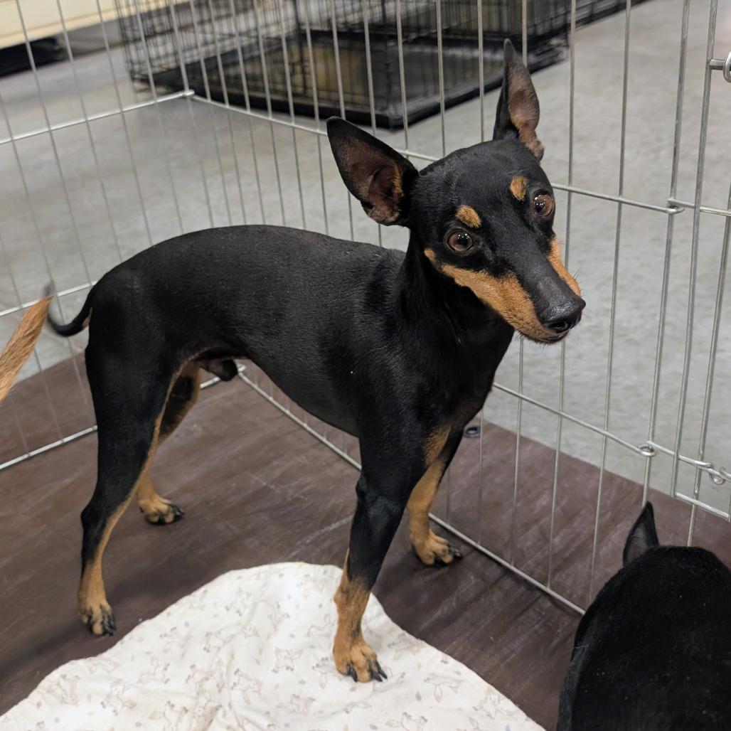 Enlarge Star  OS AZ_2, a Adoptable Manchester Terrier in Las Vegas, NV image 4/6