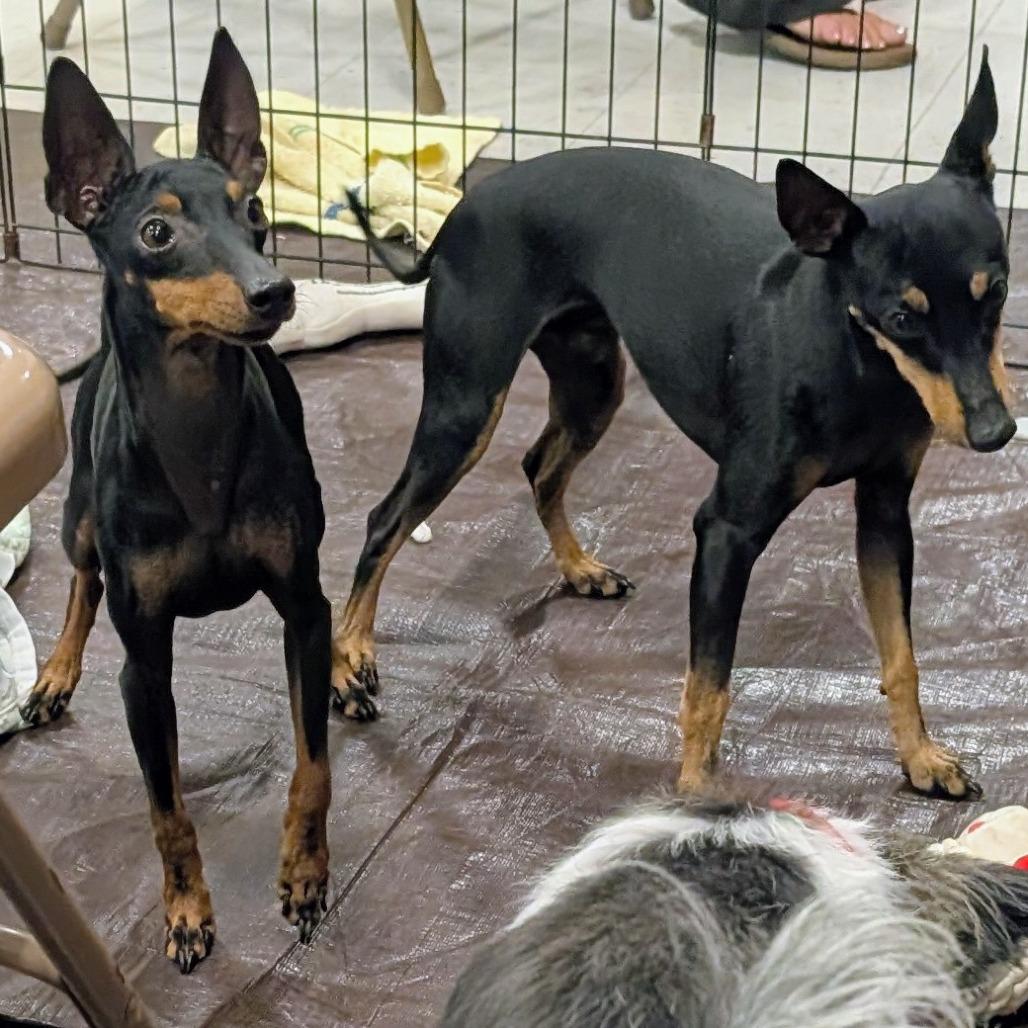 Enlarge Star  OS AZ_2, a Adoptable Manchester Terrier in Las Vegas, NV image 5/6