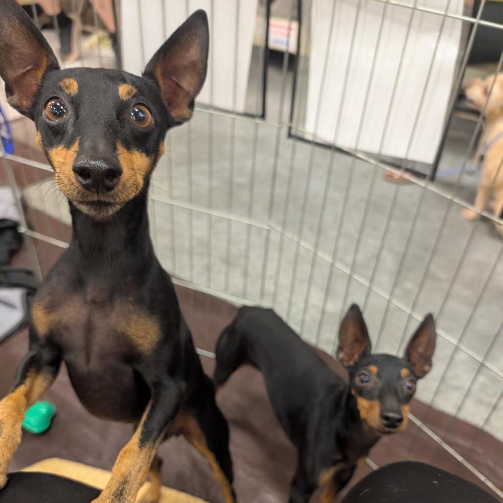 Enlarge Star  OS AZ_2, a Adoptable Manchester Terrier in Las Vegas, NV image 6/6