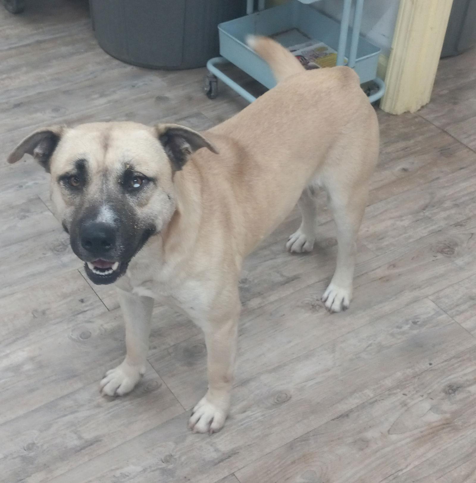 Enlarge Jacoby, a Adoptable Husky in Winton, NC image 1/3