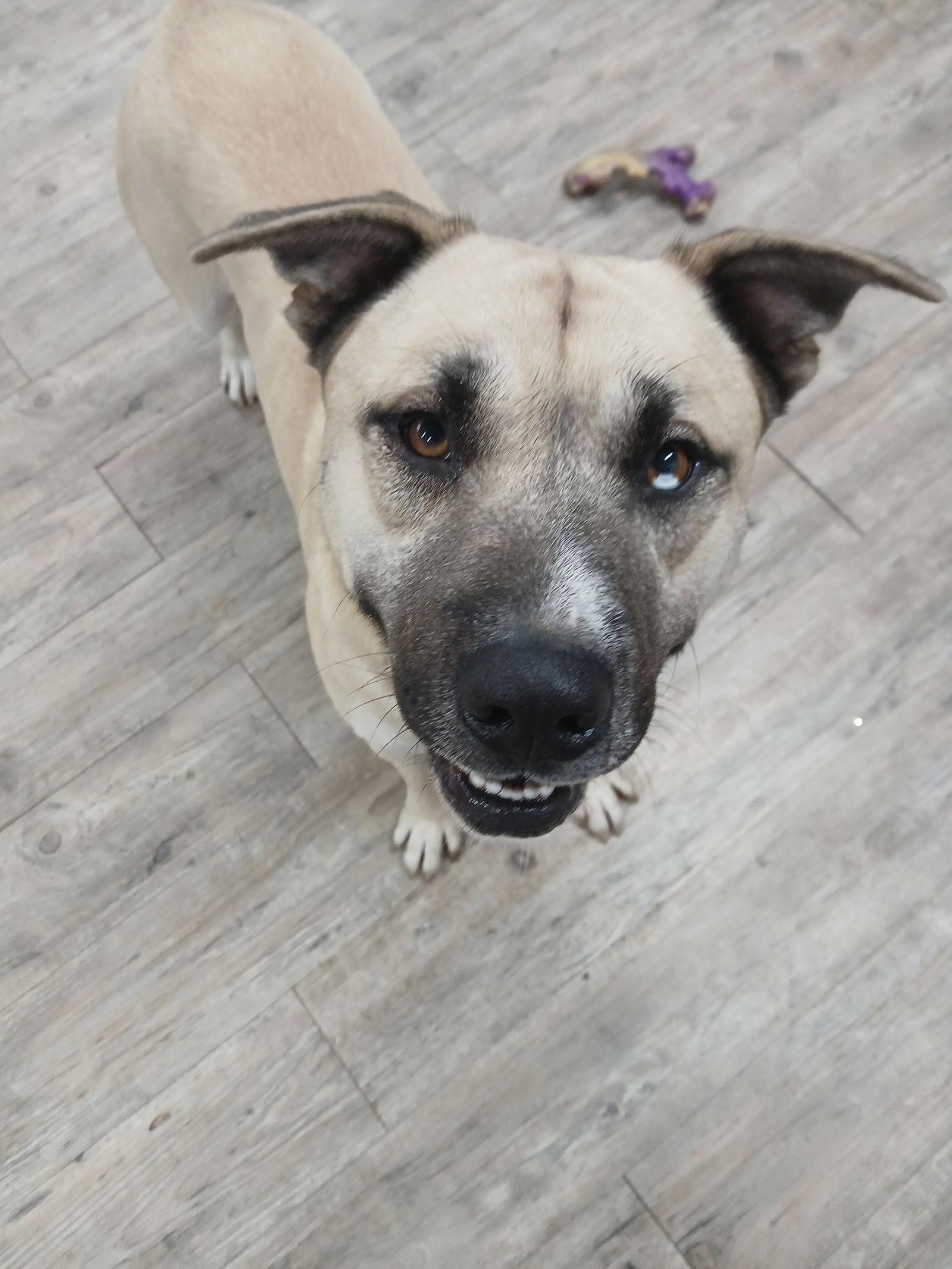 Enlarge Jacoby, a Adoptable Husky in Winton, NC image 2/3