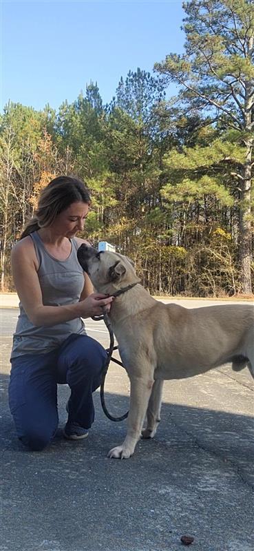 Jacoby, Adoptable, Adult Male Husky.