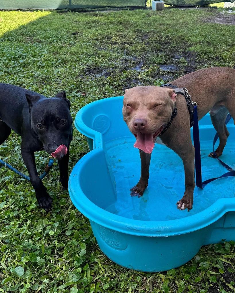 Gatsby, Adoptable, Adult Male Pit Bull Terrier & Mixed Breed.