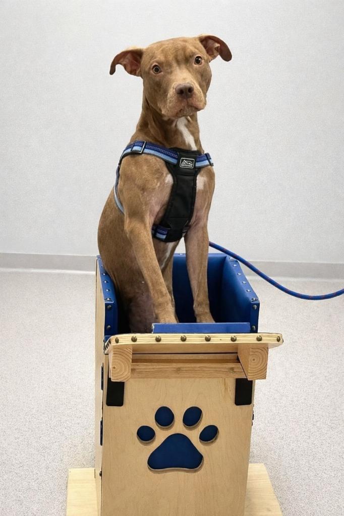 Enlarge Gatsby, a Adoptable mixed breed in Sebastian, FL image 2/5