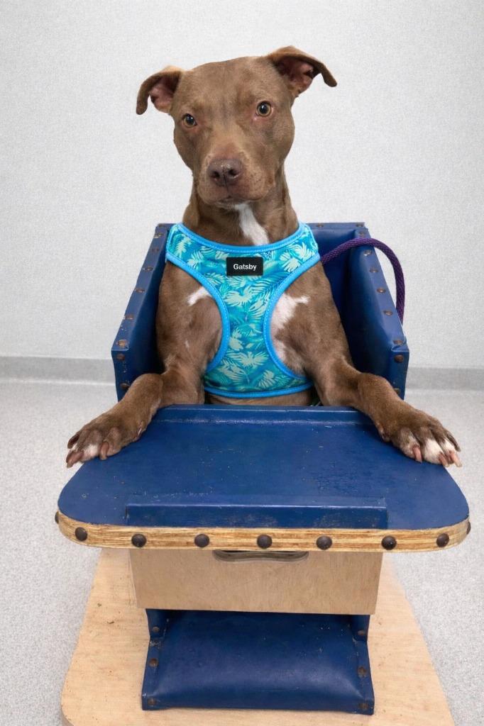 Enlarge Gatsby, a Adoptable mixed breed in Sebastian, FL image 3/5