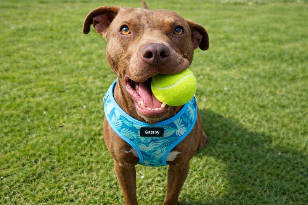 Enlarge Gatsby, a Adoptable mixed breed in Sebastian, FL image 4/5