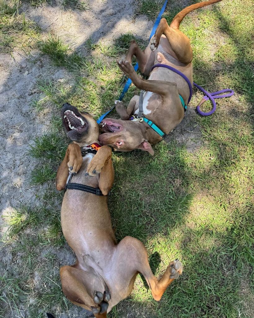 Enlarge Gatsby, a Adoptable mixed breed in Sebastian, FL image 5/5