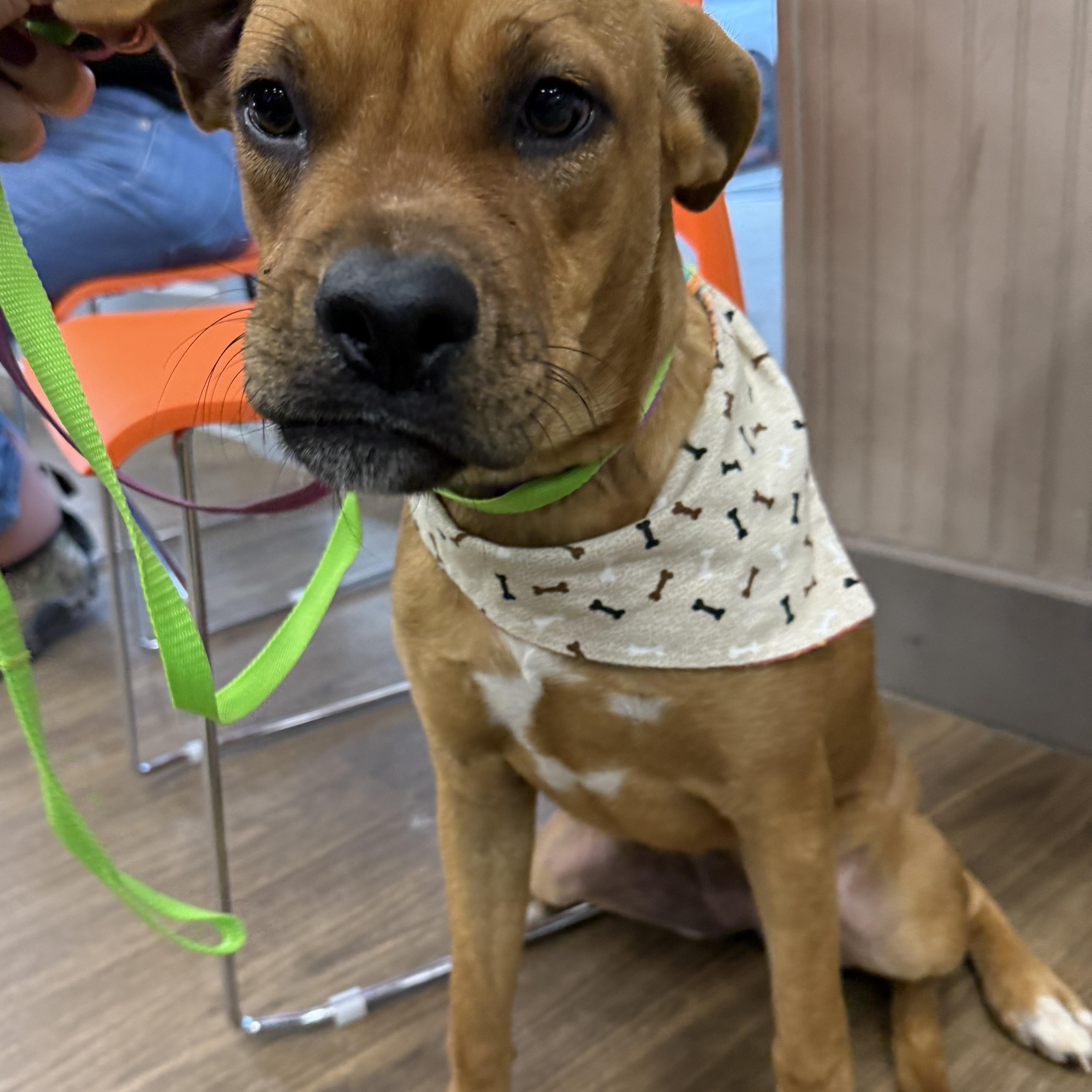 Mae, adopted, Adult Female Labrador Retriever.