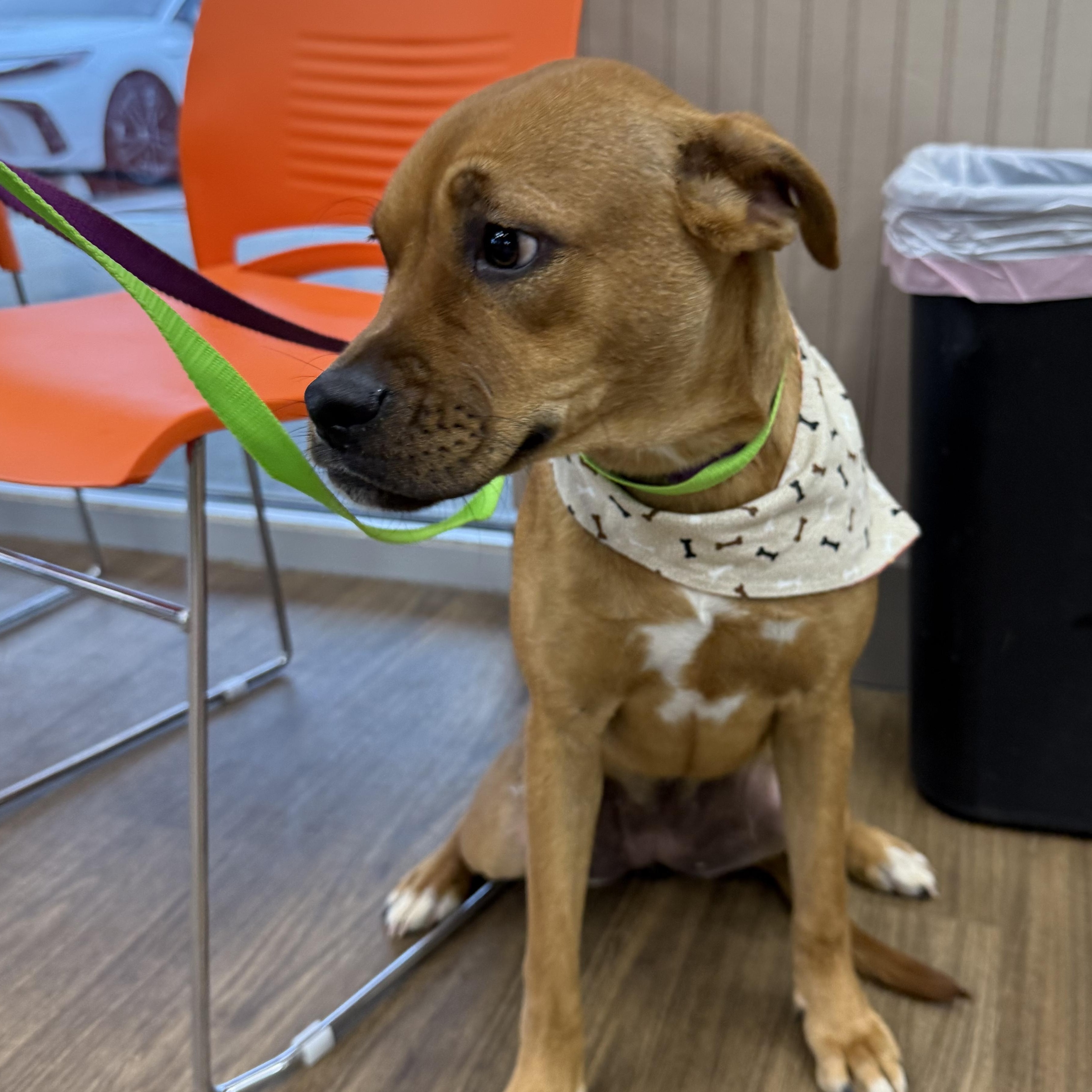 Enlarge Mae, an adopted mixed breed in Woodstock, ON image 2/2