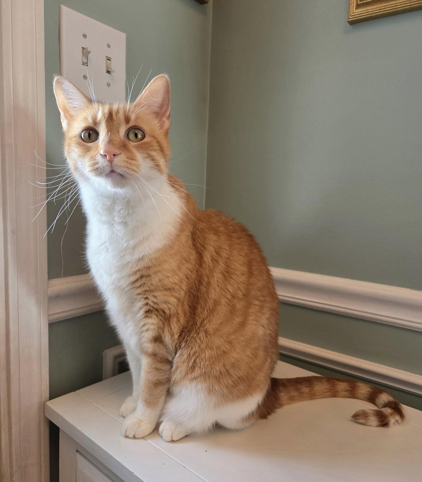 Enlarge Davidson, a Adoptable mixed breed in Georgetown, KY image 1/2