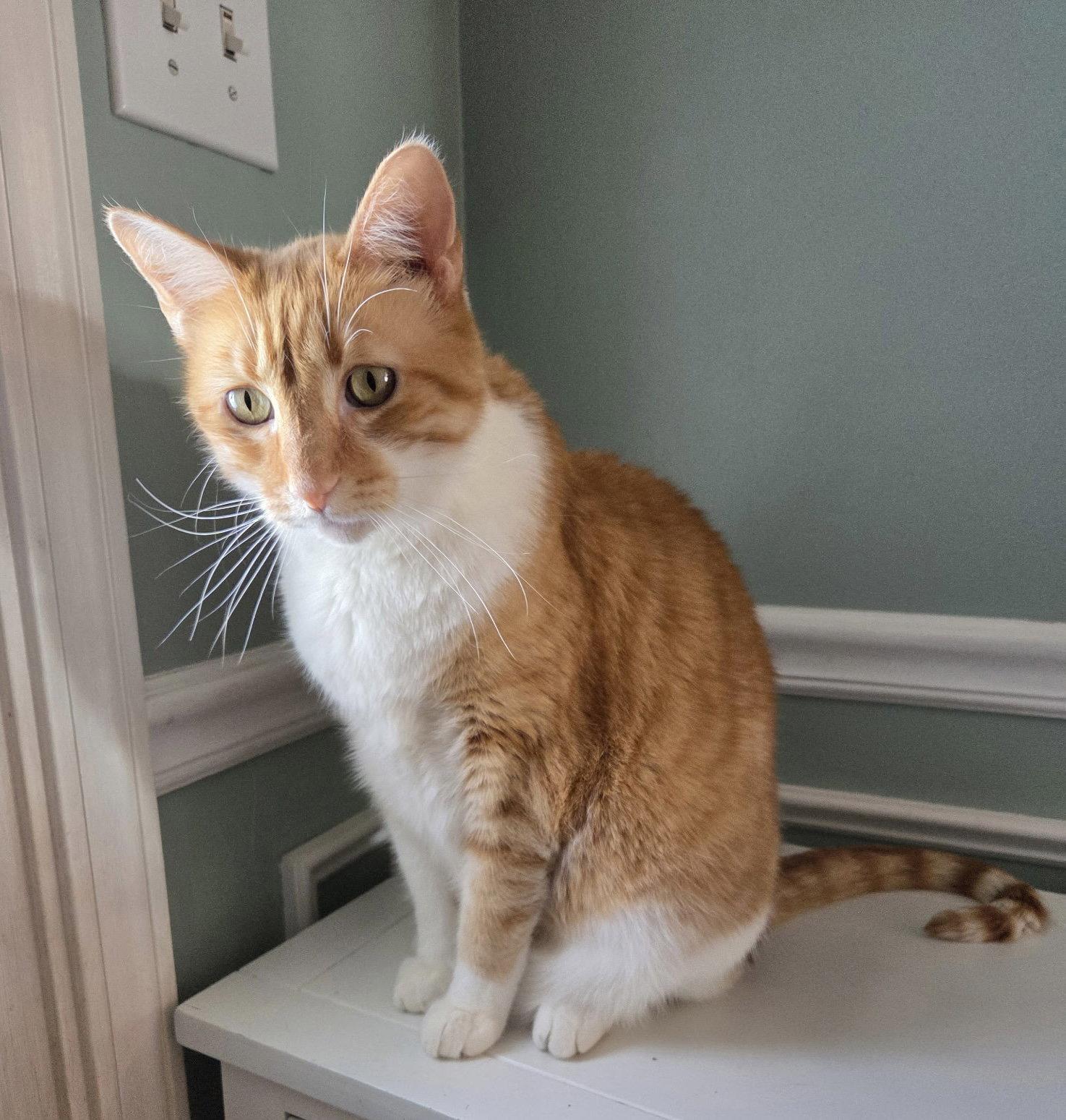 Enlarge Davidson, a Adoptable mixed breed in Georgetown, KY image 2/2