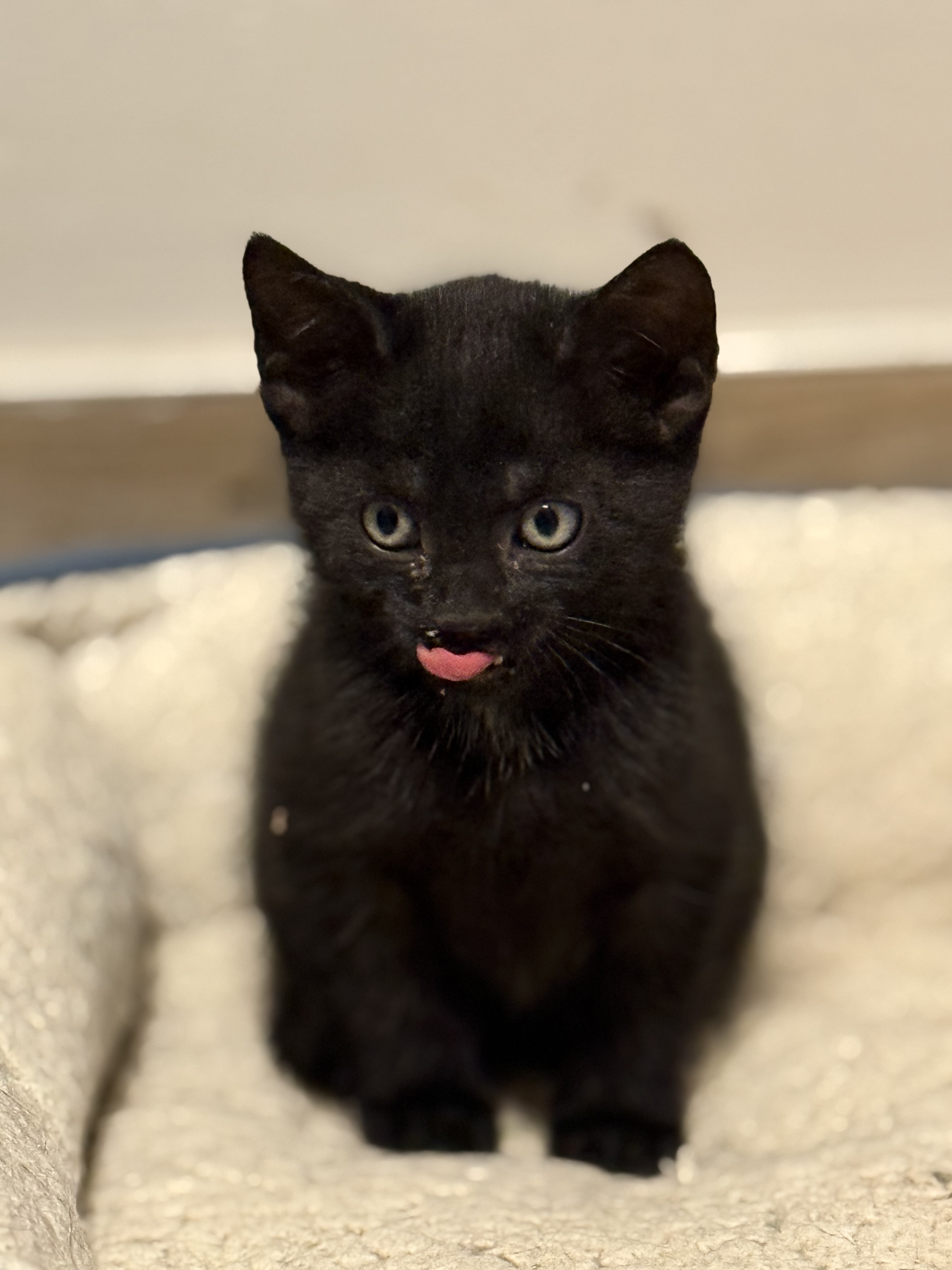 Cat for adoption Boo, a Domestic Short Hair in Old Bridge, NJ Petfinder