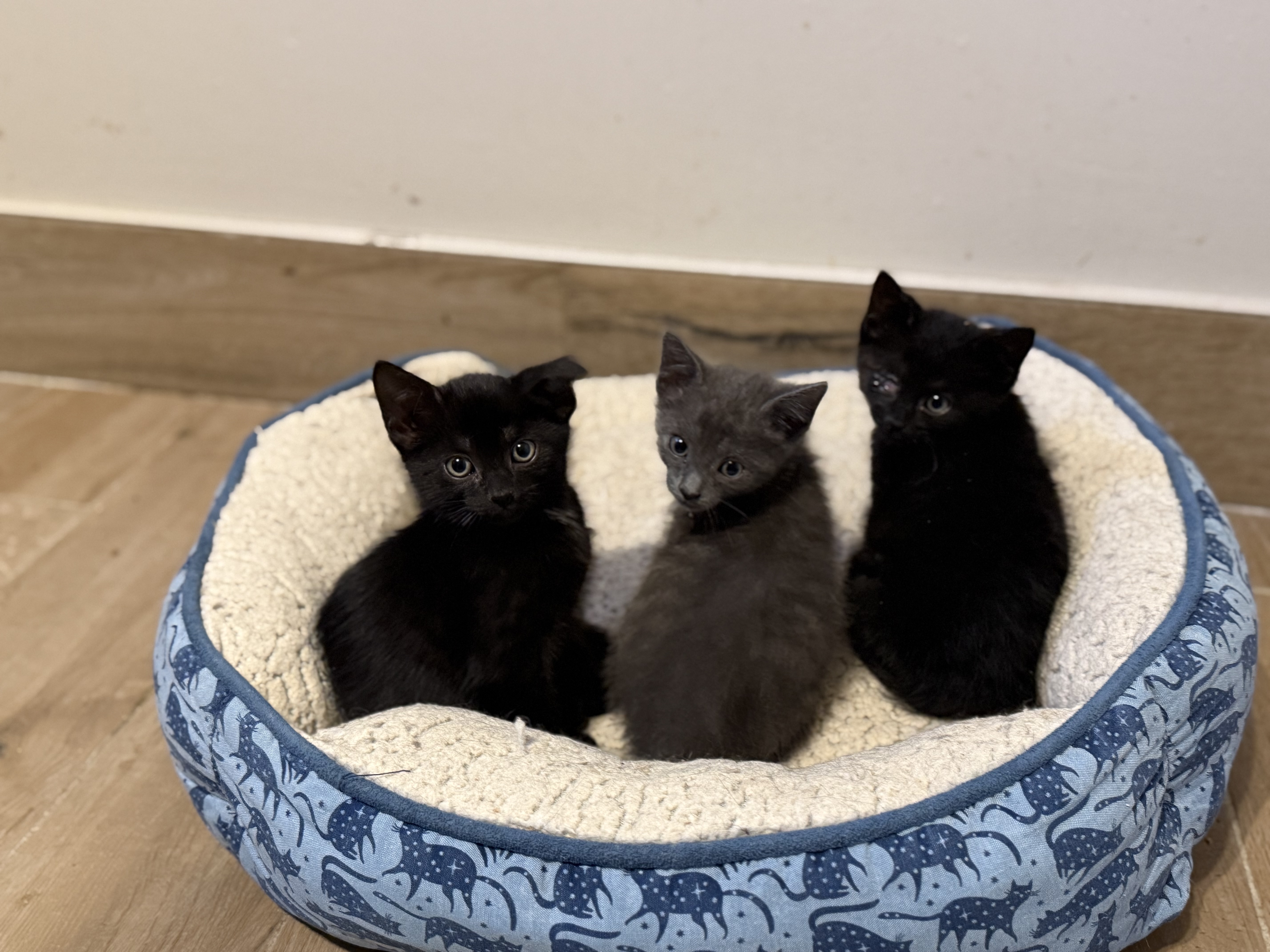 Cat for adoption Boo, a Domestic Short Hair in Old Bridge, NJ Petfinder