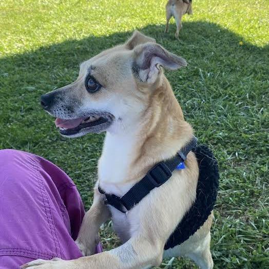 Enlarge Bambi, a Adoptable Mixed Breed in Fletcher, NC image 1/4