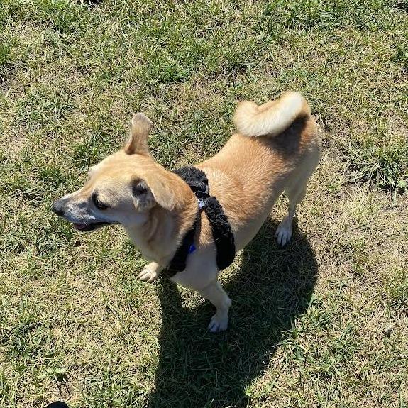 Enlarge Bambi, a Adoptable Mixed Breed in Fletcher, NC image 3/4