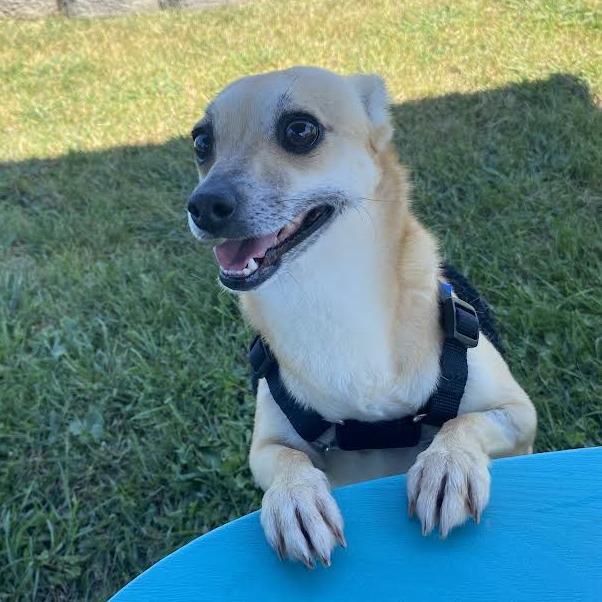 Enlarge Bambi, a Adoptable Mixed Breed in Fletcher, NC image 4/4