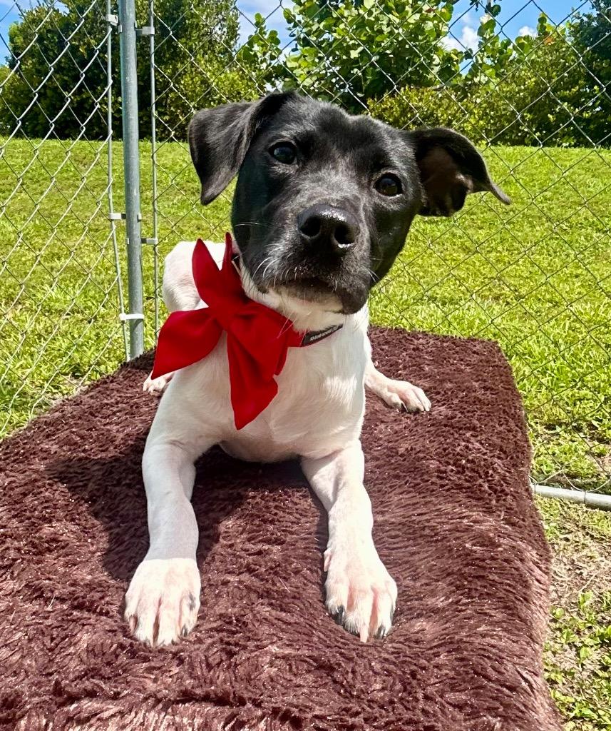 Enlarge Enola, a Adoptable mixed breed in Cape Coral, FL image 1/2