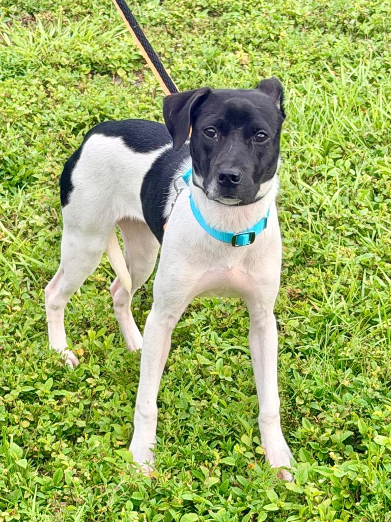 Enlarge Enola, a Adoptable mixed breed in Cape Coral, FL image 2/2