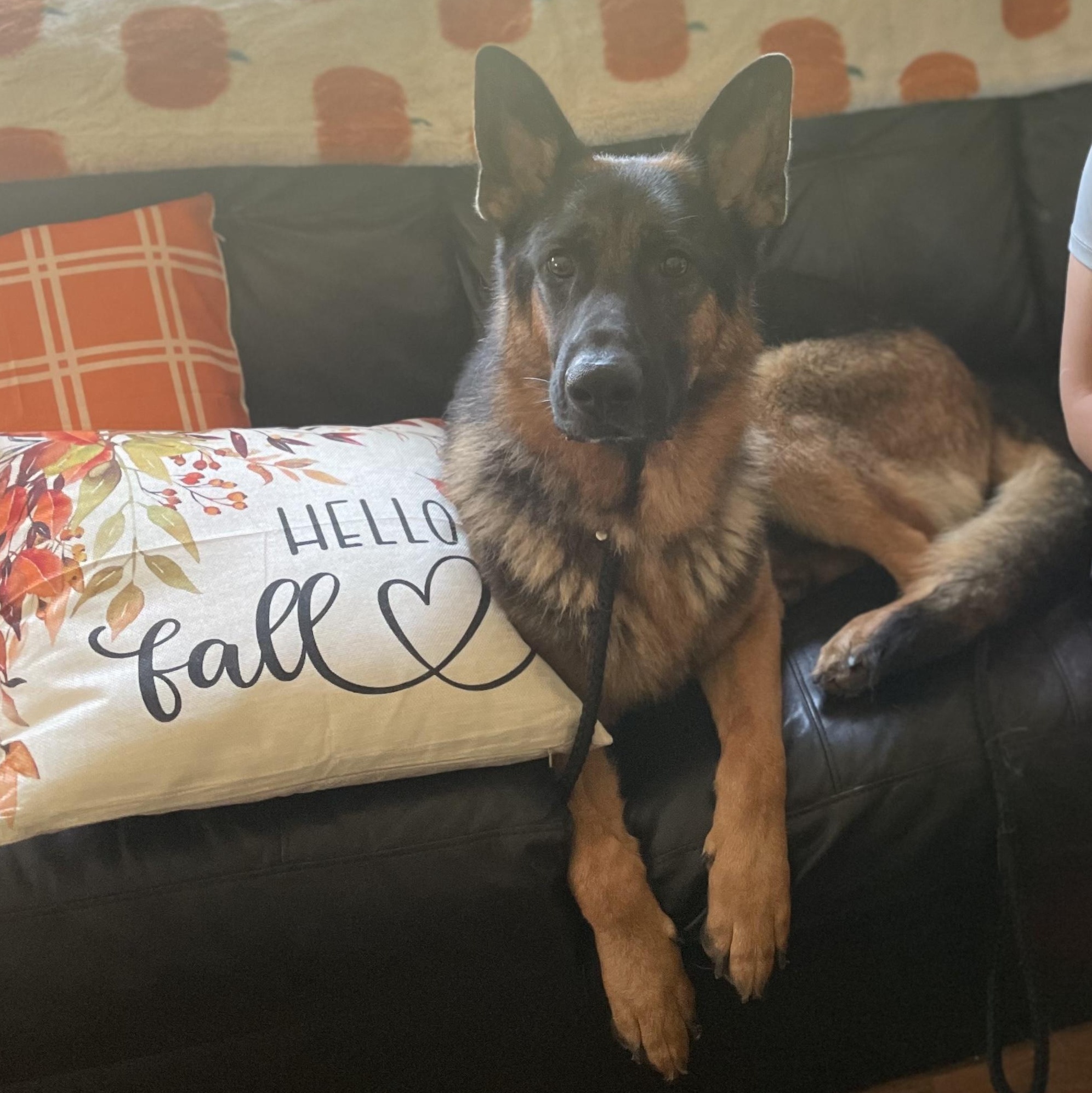 Enlarge Pickle, a Adoptable German Shepherd Dog in Bridgton, ME image 1/1