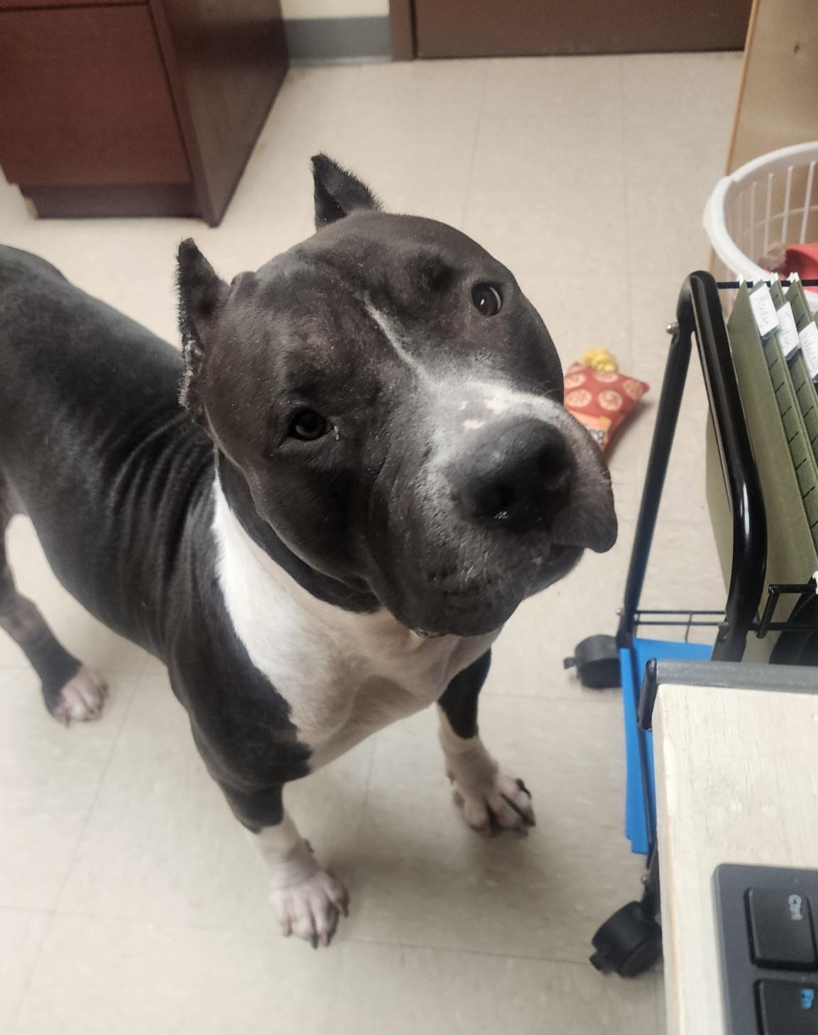 Enlarge Azula, a Adoptable Pit Bull Terrier in Clayton, NJ image 2/2