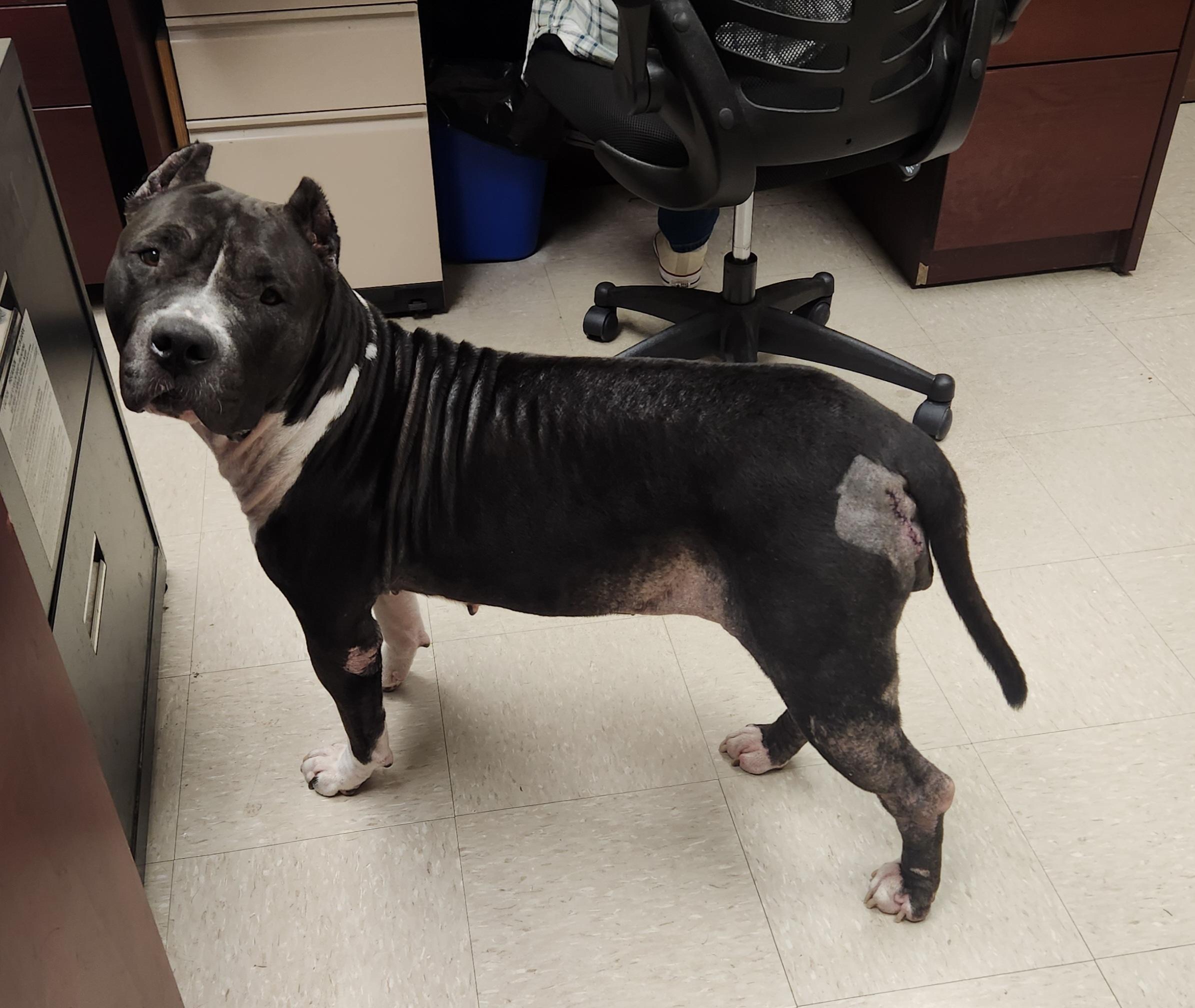 Azula, Adoptable, Adult Female Pit Bull Terrier.