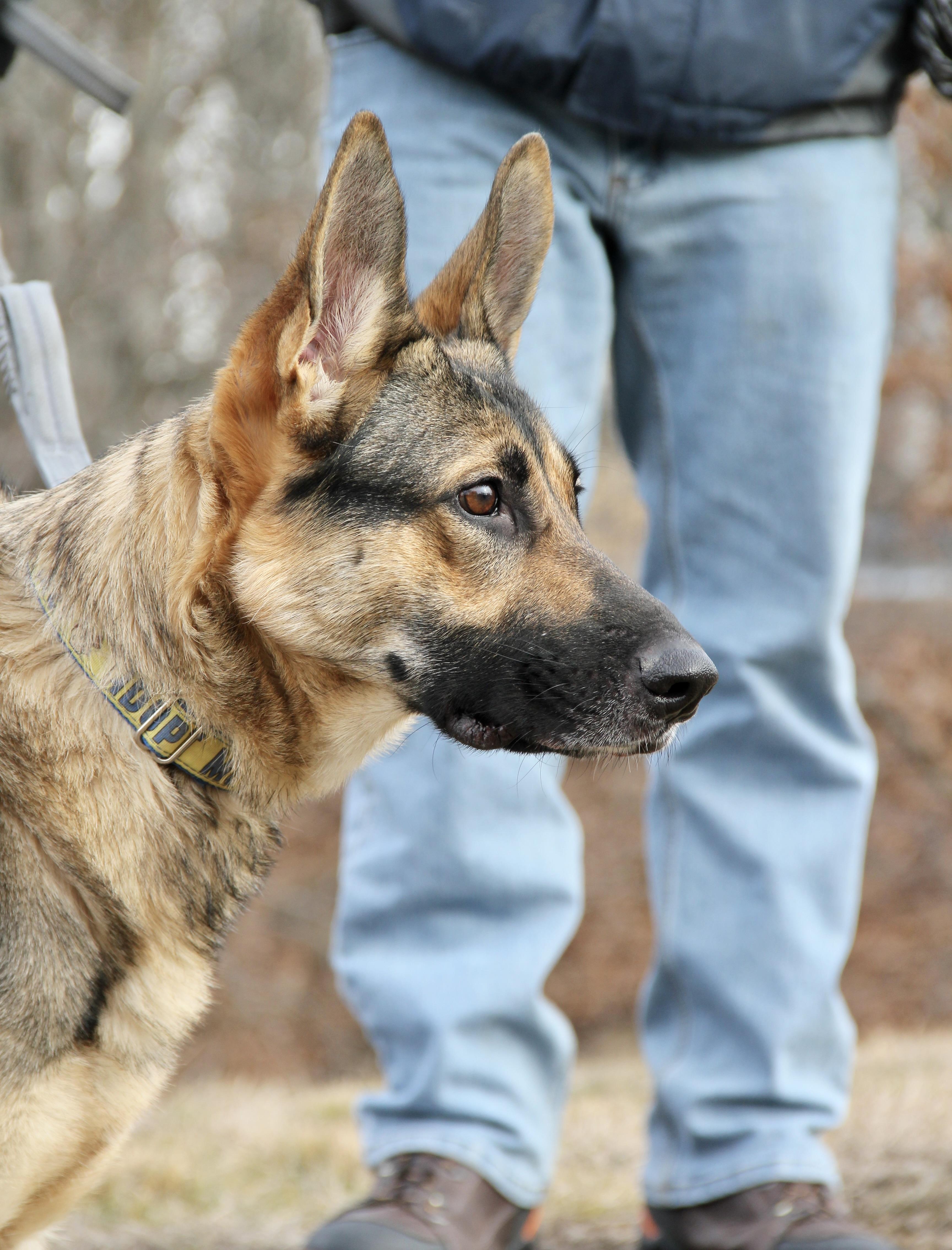 Roxy, a ADOPTABLE German Shepherd Dog in Warwick, RI image 3/3