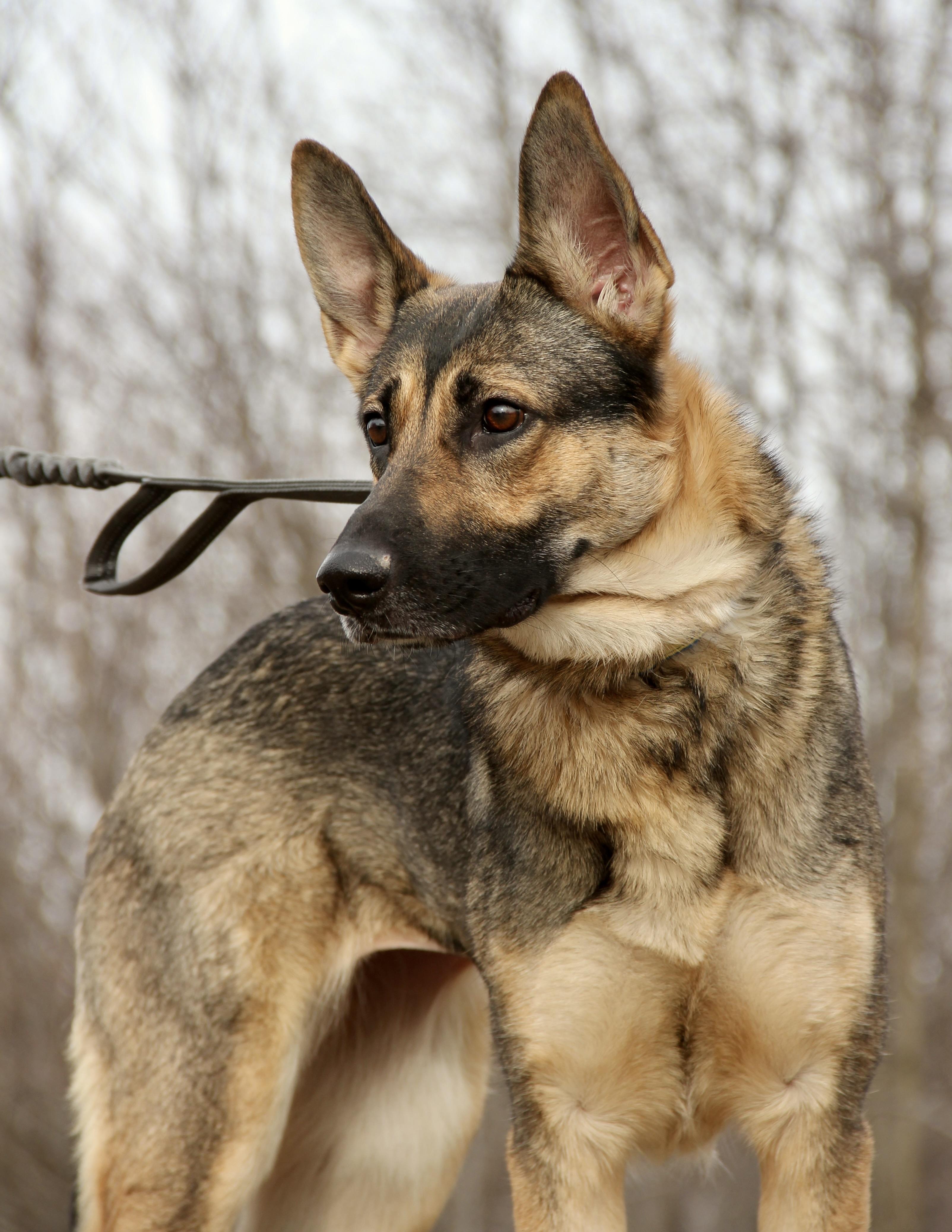 Roxy, ADOPTABLE, Adult Female German Shepherd Dog.