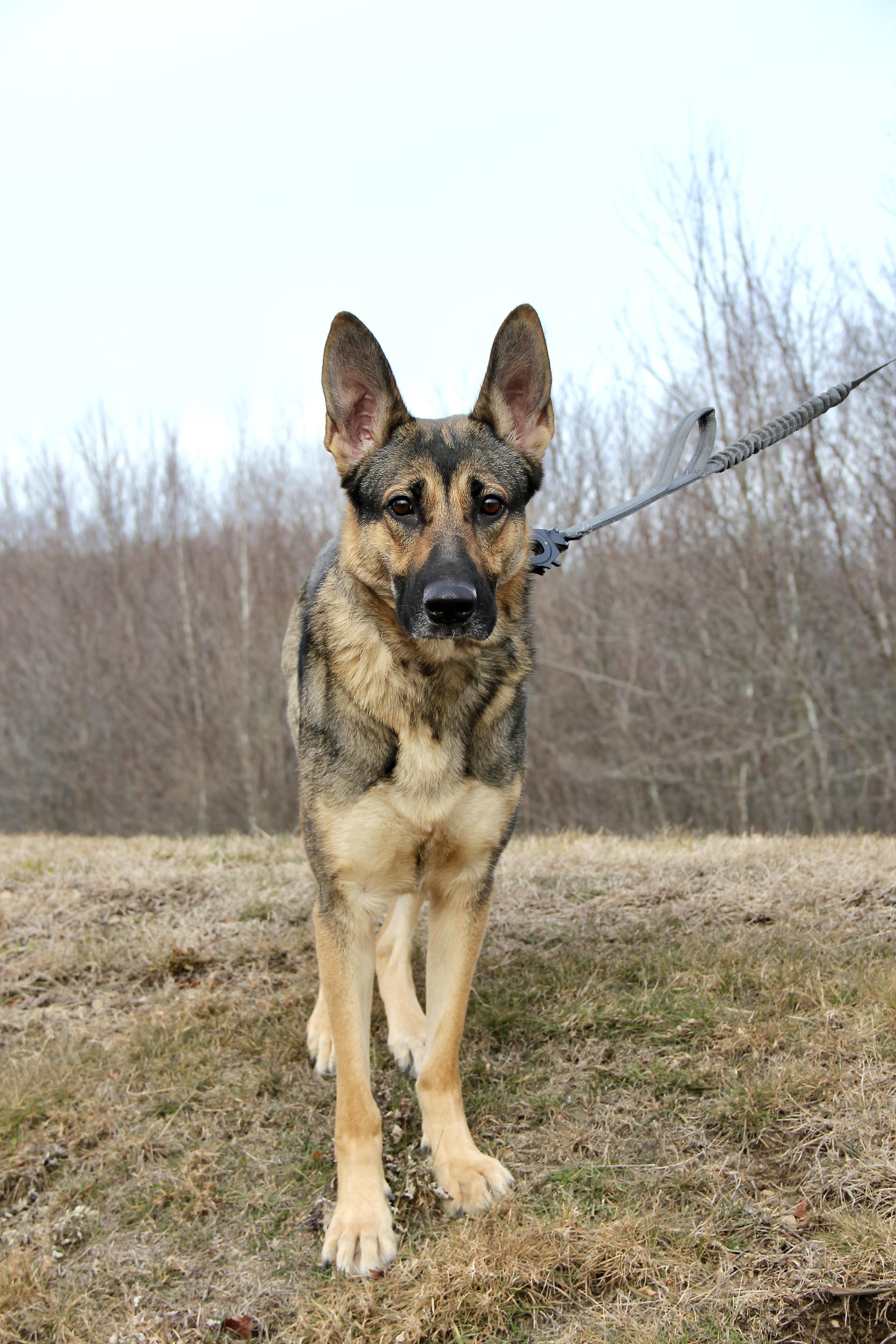 Roxy, a ADOPTABLE German Shepherd Dog in Warwick, RI image 2/3