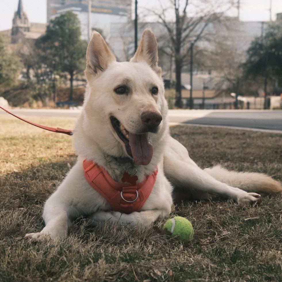 Buttermilk — thumbnail 3